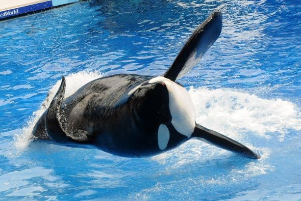 Reabre el parque Aquática de SeaWorld a partir de junio 