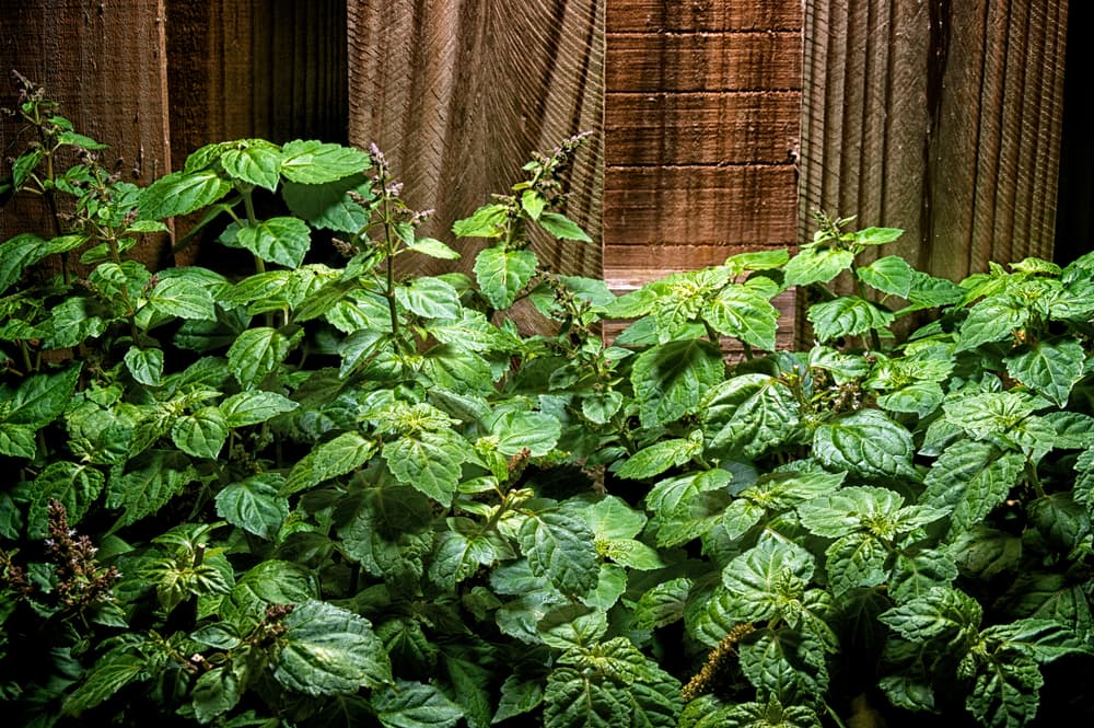 Hay quienes cargan con una bolsita de hojas de patchouli en su bolso o bolsillo o también lo pueden colocar dentro de un dije alrededor de su cuello no sólo para atraer éxito a su vida, sino hasta para 'amarrar' a algún ser amado.