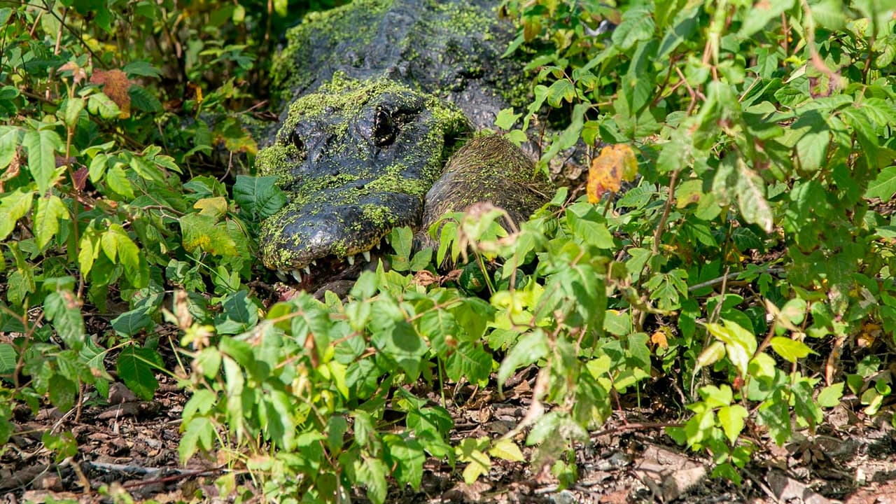 Los protagonistas principales del parque son los caimanes que habitan por todo el área.