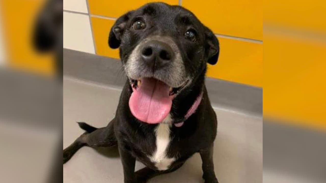 Bella pesa 60 libras de amor puro. Es una dulce chica que da los mejores abrazos. Puede ser tímida, pero le encanta salir a caminar.