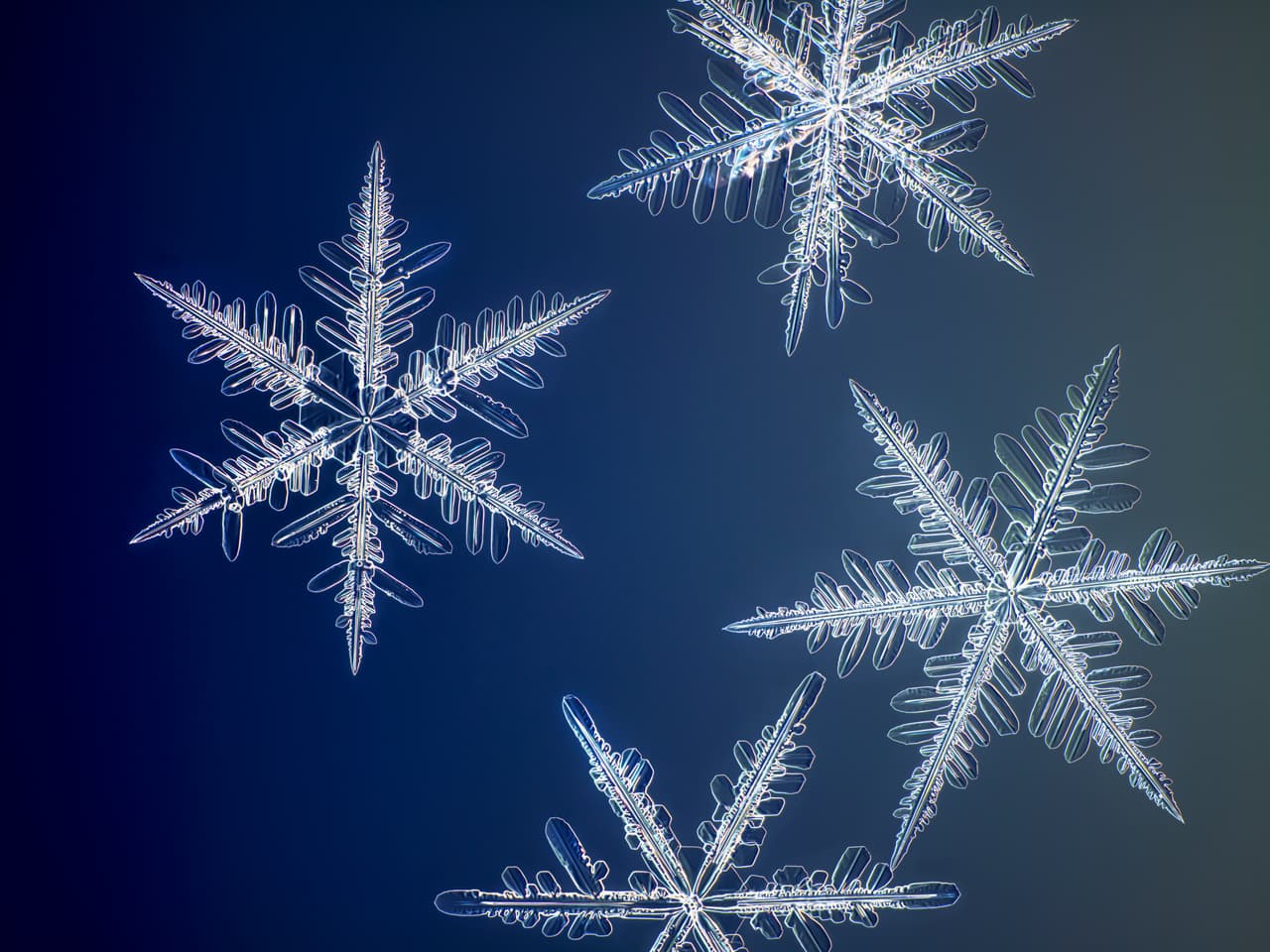 “La luz podría derretir el copo de nieve, así que encontré una empresa en Japón que fabrica luces LED para fines industriales”, 
<a href="https://www.smithsonianmag.com/innovation/these-are-highest-resolution-photos-ever-taken-snowflakes-180976710/"><u>dijo Myhrvold a la revista</u></a> Smithsonian. Esta fotografía fue tomada en Yellowknife, Canadá. El fotógrafo escogió especialmente lugares fríos y poco húmedos para este proyecto, donde los copos se mantienen más tiempo sin congelarse y sin pegarse entre ellos.