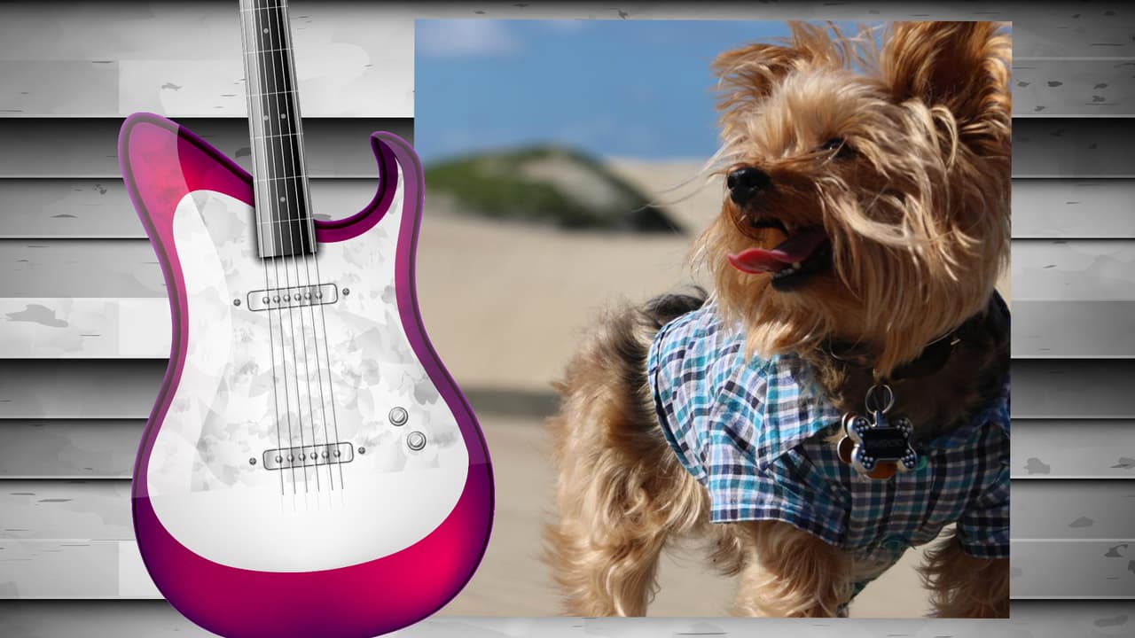 El perrito de Diana Reyes es toda una monería. Este yorkshire terrier tiene su propia cuenta de Instagram (@soyjalapeno) y acompaña a la cantante a todas partes. Aunque aún no cuenta con muchos seguidores, sólo unos 200, creemos que pronto tendrá star status. Isn't he the cutest?