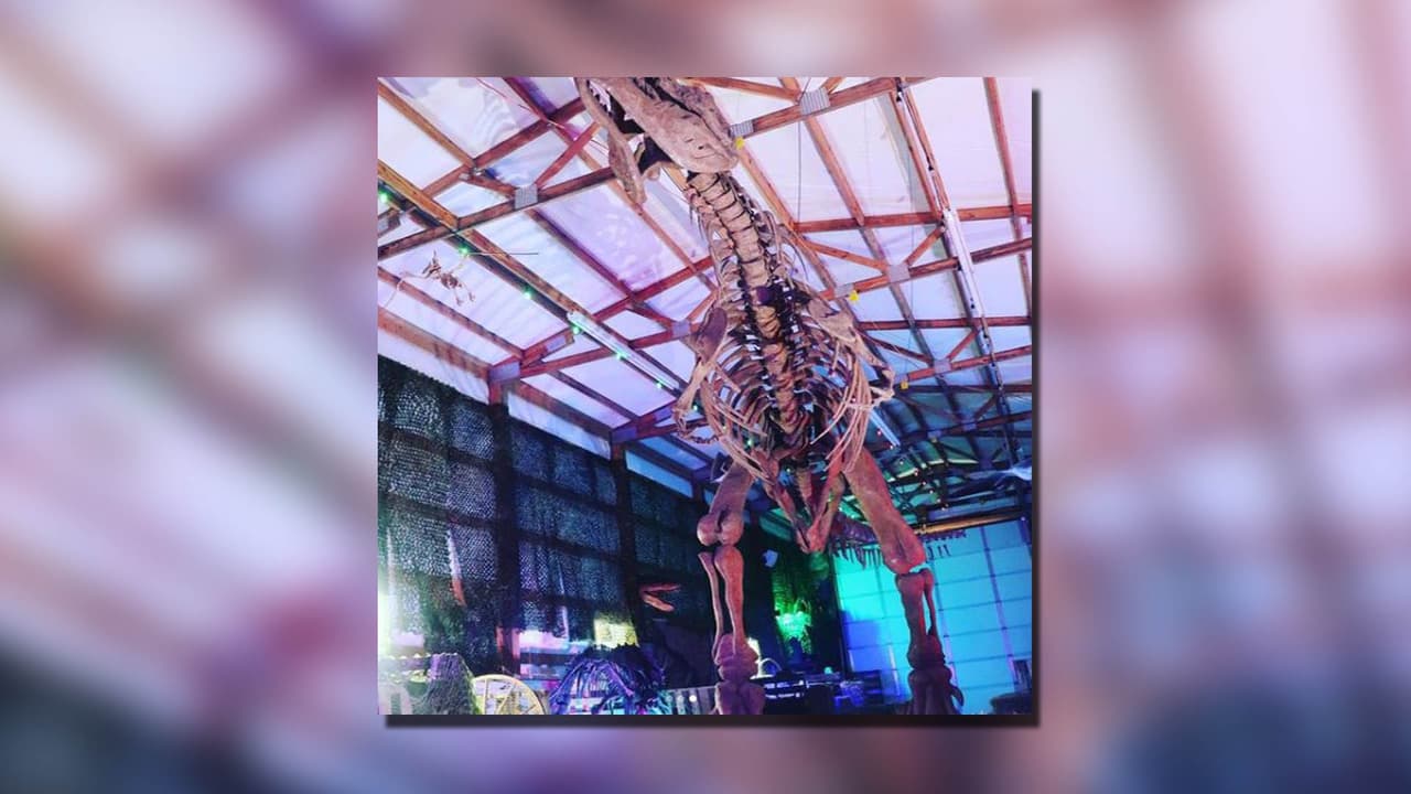 Los visitantes también pueden disfrutar de un museo de fósiles, una casa de reptiles, una excavación de fósiles, un Dinosaur Playland y caminar por los jardines para ver los cientos de animales en el lugar.
