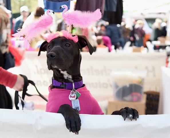 Desde temprano, los perros comenzaron a llegar "animados" para la fiesta.