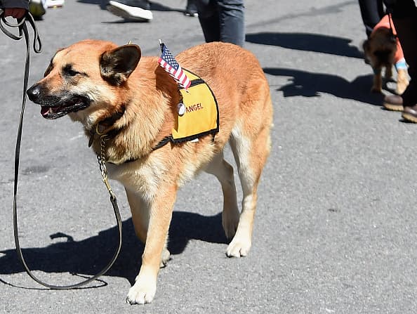 En un desfile con tanto amor, no podía faltar un "Ángel".