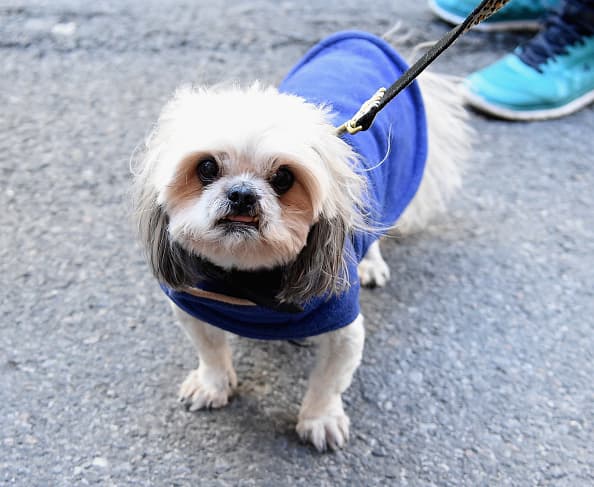 Sin timidez alguna, ofreciendo su mejor pose a la cámara.
