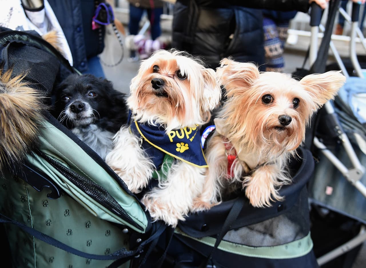 Mientras algunos saltaban por la zona, otros aguardaban en su coche.