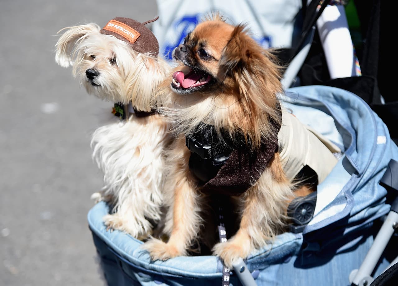 El "entusiasmo" de algunos fue notable.
