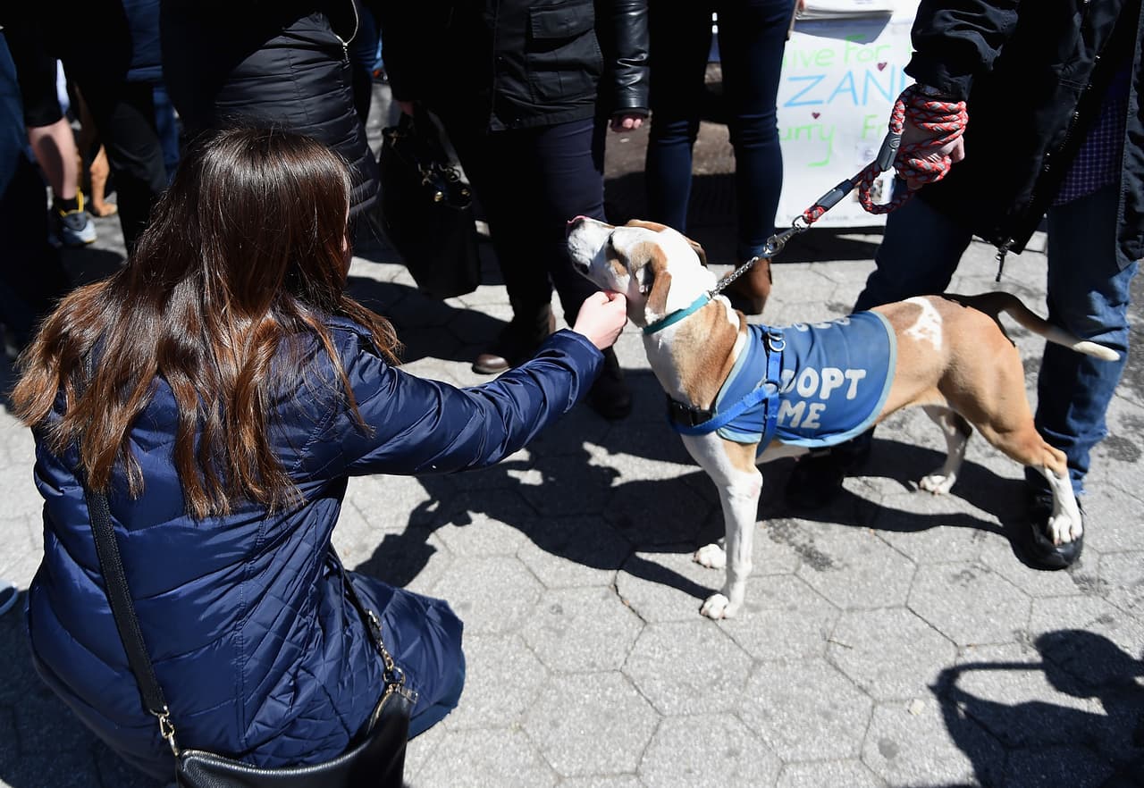 Cerca de 300 mascotas fueron puestas en adopción.