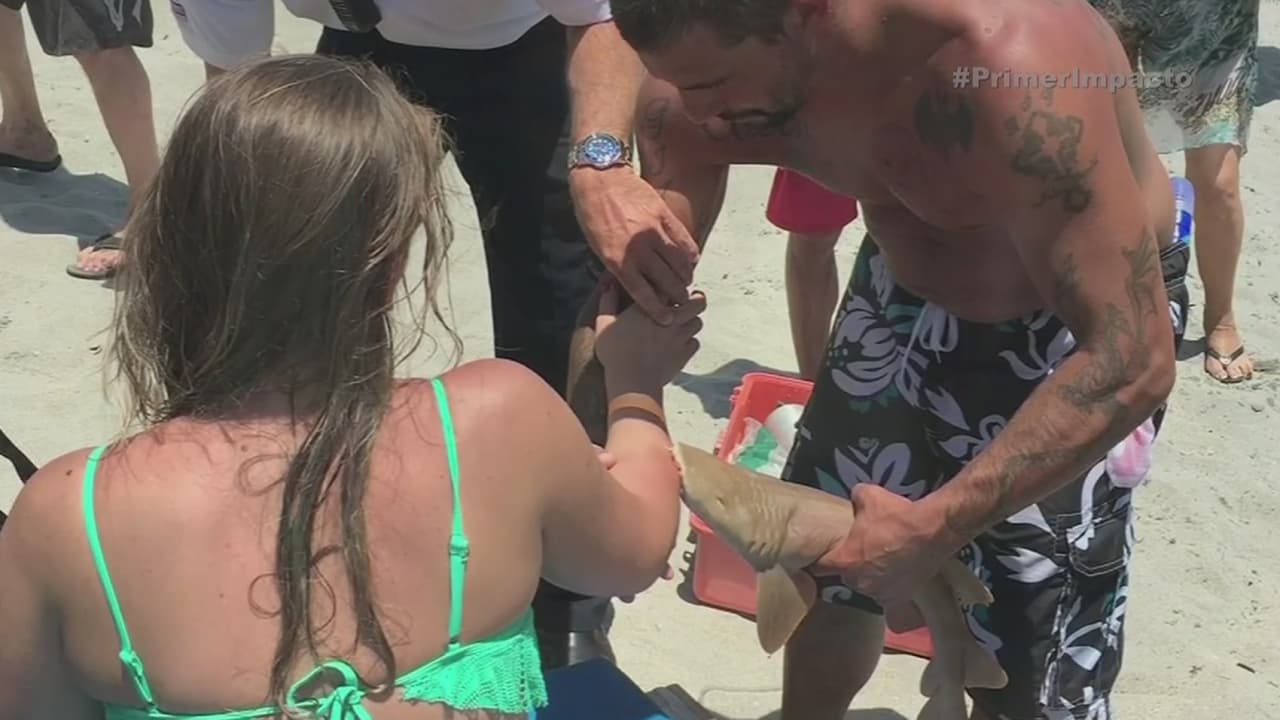 Tiburón muerde a una mujer en Florida... y ella se va al hospital con el animal aferrado a su brazo