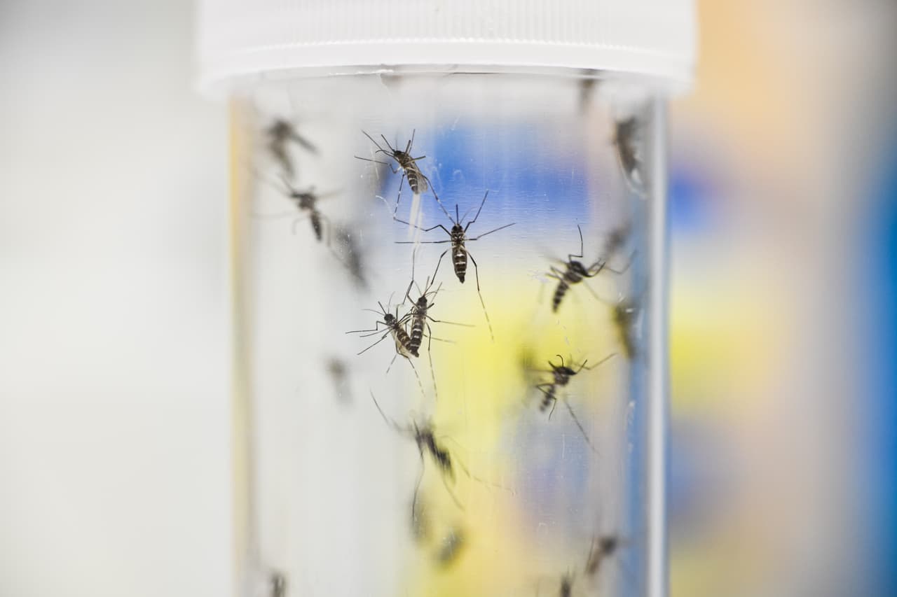 Este se “transmite por picaduras de mosquitos infectados y se transmite durante los meses de clima cálido, cuando los mosquitos están más activos”,
<a href="http://publichealth.lacounty.gov/media/Mosquito-Borne-Disease-Span.htm">informaron</a> las autoridades de salud.