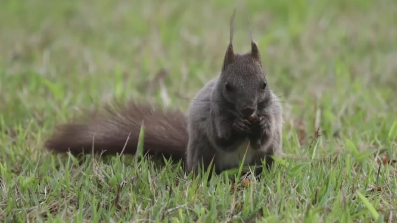 La temida peste bubónica no ha sido erradicada: autoridades de Colorado reportan caso en una ardilla 