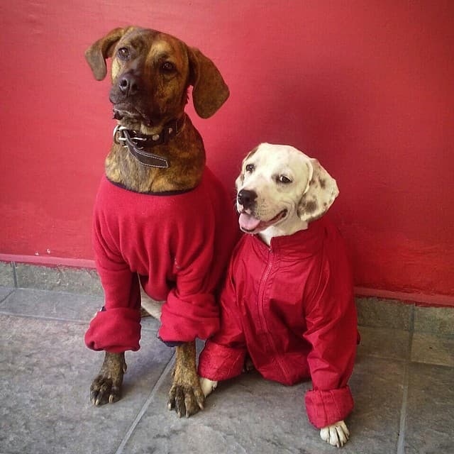 Nada que ver con los dos gigantes que tiene la guapa Ariadne Díaz.