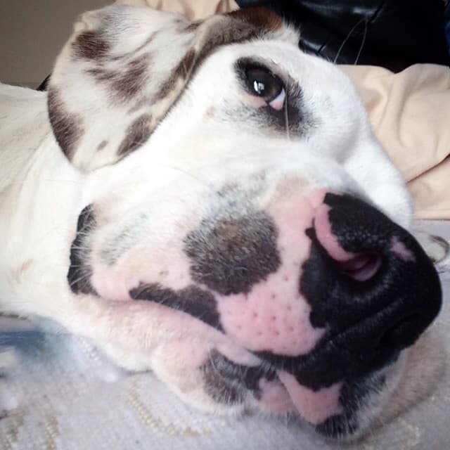 Y este otro es el galán perruno Yako, ¿cuál te gusta más?