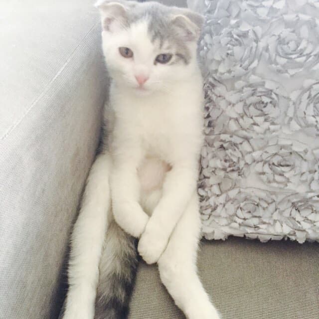 Cecilia Galliano sabe que un gato también es el mejor amigo del hombre, y por eso tiene a este esponjoso minino.