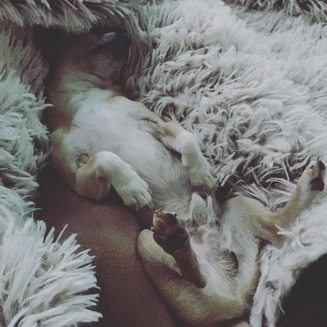 Mayrín Villanueva tiene a este dormilón amiguito, un perrito chihuahua muy afortunado.