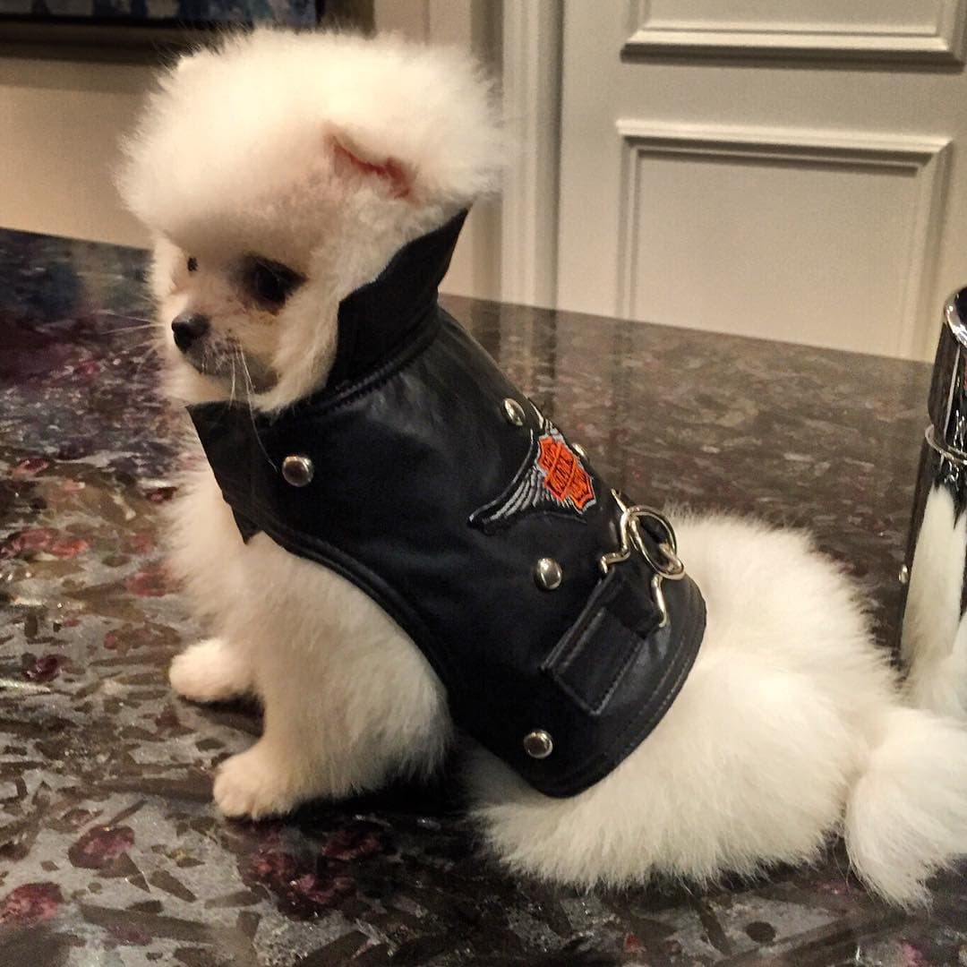 Su nombre es Milla y ha cautivado las redes sociales de la conductora. ¿Qué mascota te gustó más?