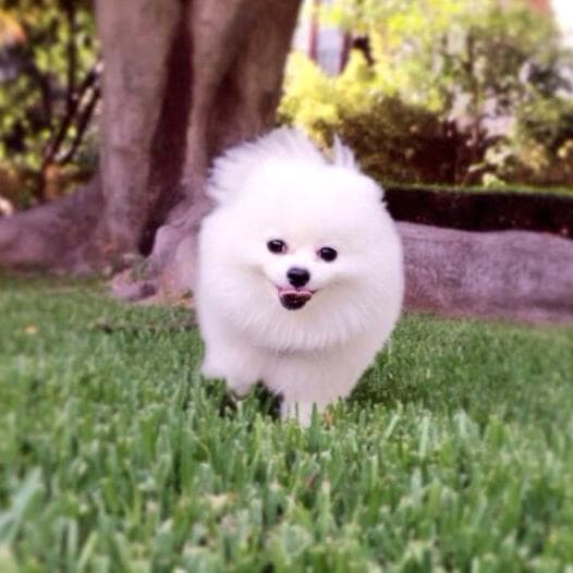 Es la cosita más hermosa que hayamos visto.