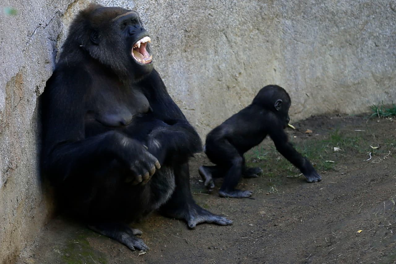 La madre gorila Imani con su hija Joanne en el Zoológico de San Diego. (archivo)