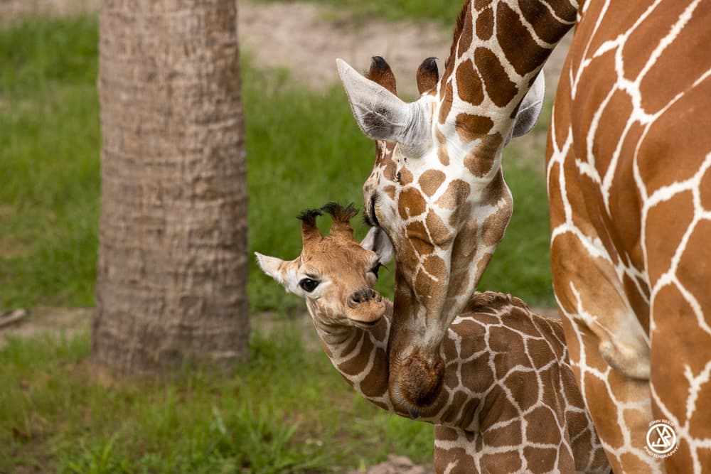 La información la confirmó al 
<a href="https://www.news4jax.com/news/local/2021/09/02/animals-at-jacksonville-zoo-to-get-covid-19-vaccinations/?utm_source=facebook&utm_medium=social&utm_campaign=snd&utm_content=wjxt4" target="_blank">medio local News4Jax</a>, un funcionario del zoológico.