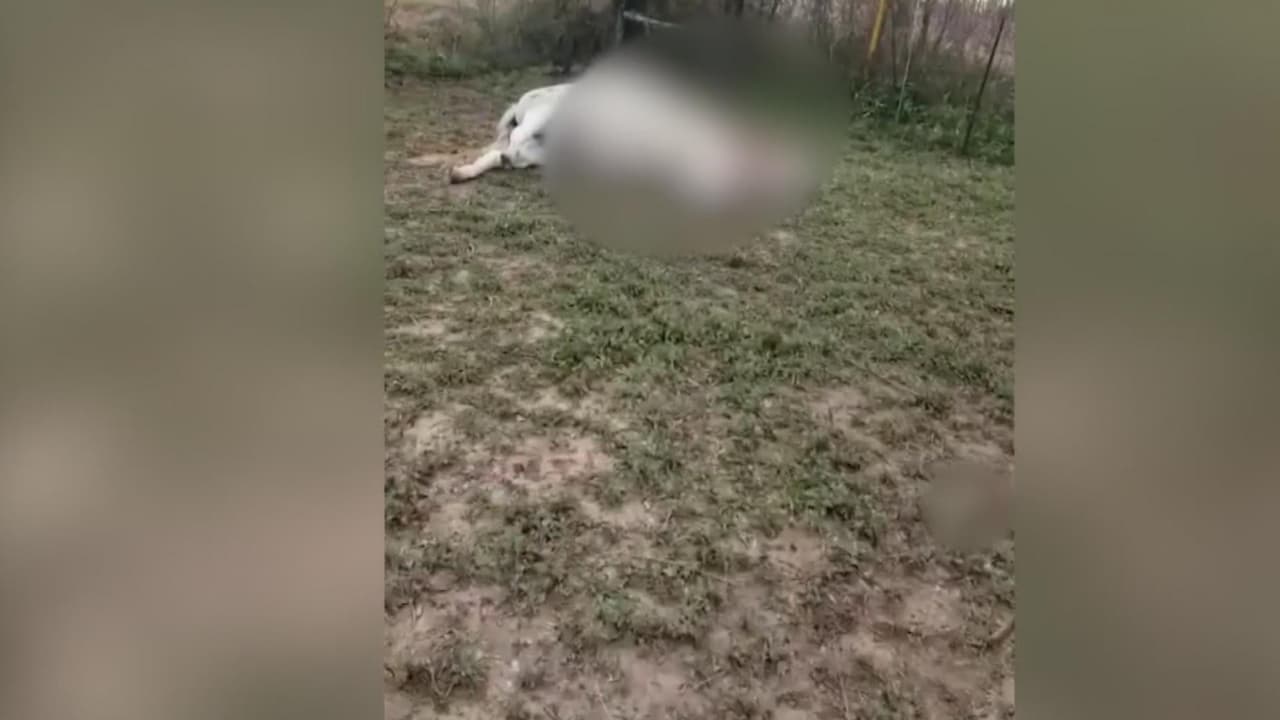 Autoridades del Condado Bexar buscan al responsable de matar a un caballo