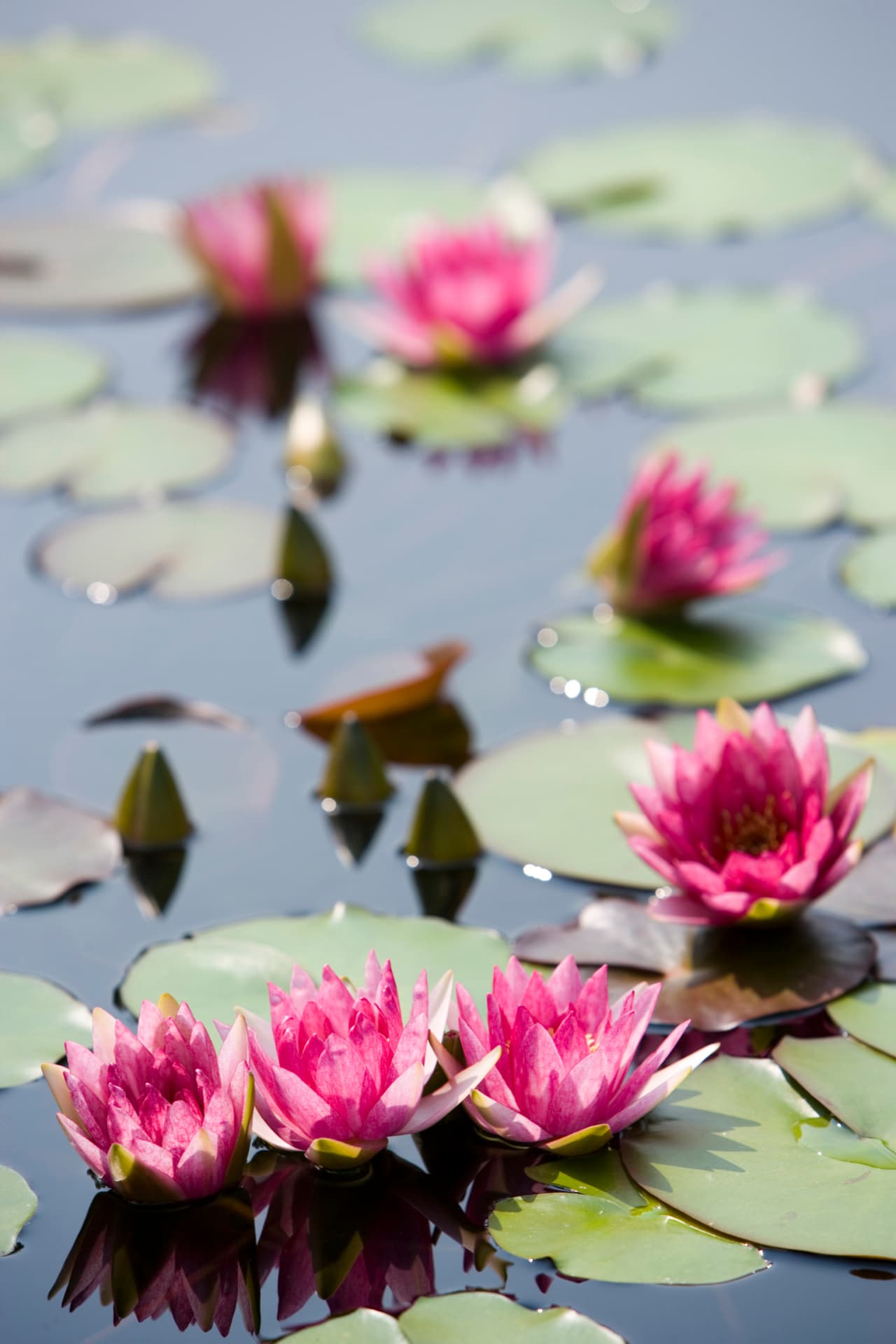 Significa las seis etapas de la existencia, se asocia con la flor de loto, símbolo de pureza y comienza con el mantra Om que desde tiempos inmemoriales se considera sagrado, como el aliento de la Divinidad.
