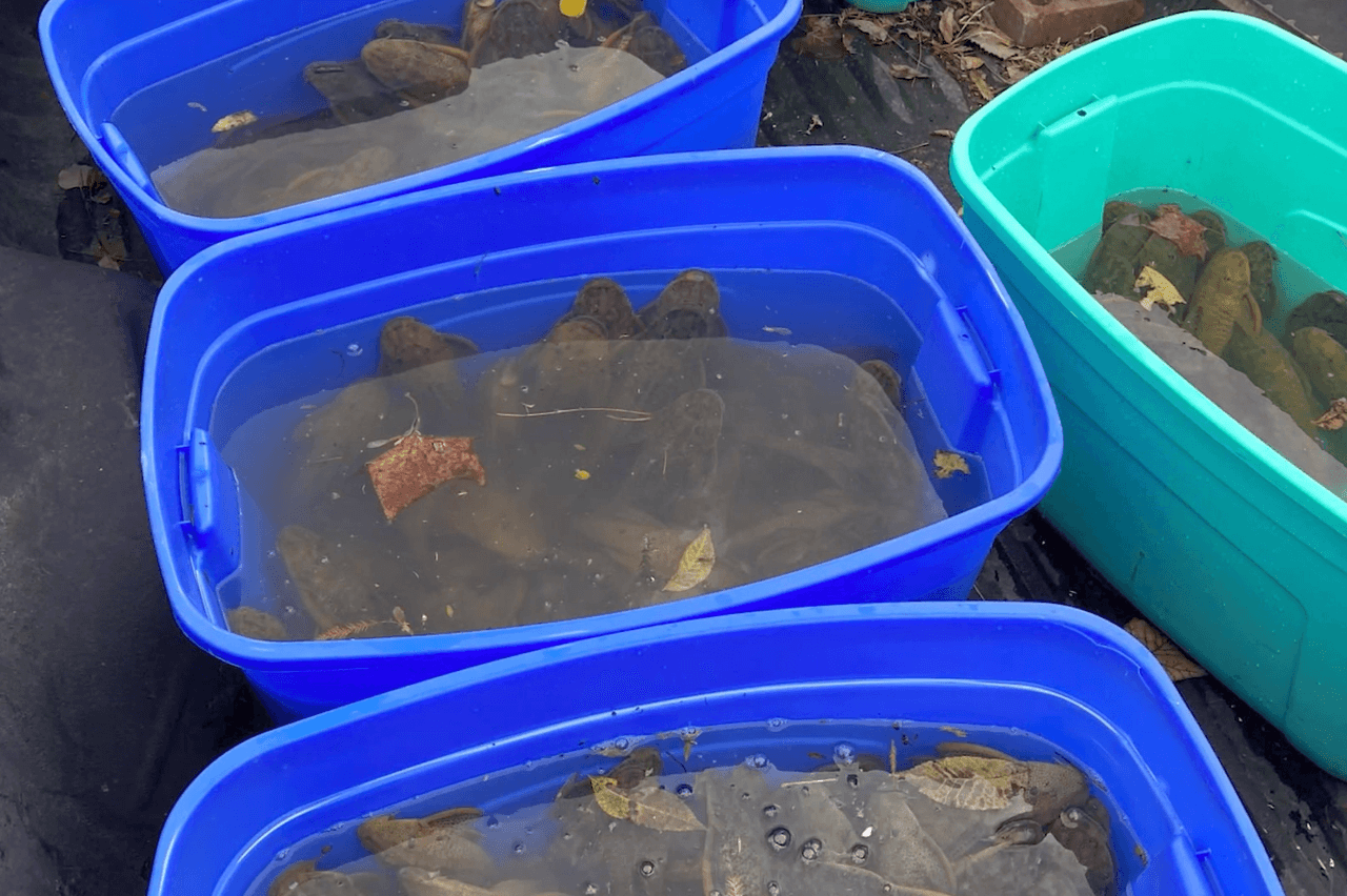 “Fuera de control”: retiran de un río en Texas más de 400 peces de acuario considerados invasores