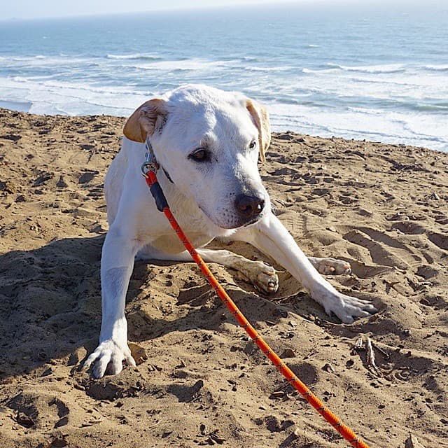 El día que tomaron esta fotografía, la salud de Poh estaba bastante grave, por lo que lloró un poco. Pero es un fuerte can que salió adelante.