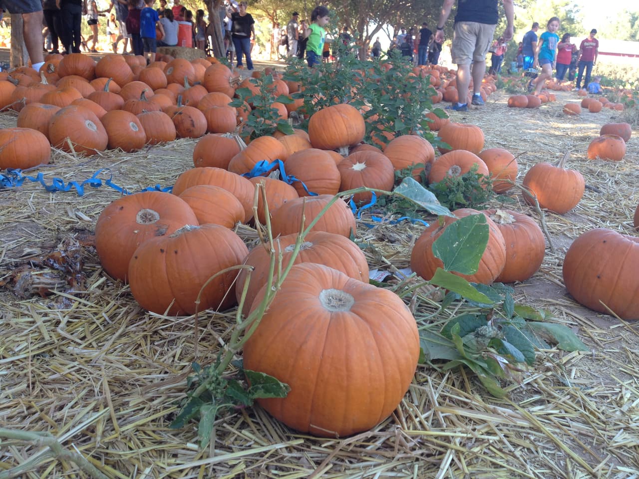 En la finca Schnepf en Queen Creek ya es una tradición un gran festival de calabazas en Octubre donde hay actividades para toda la familia.