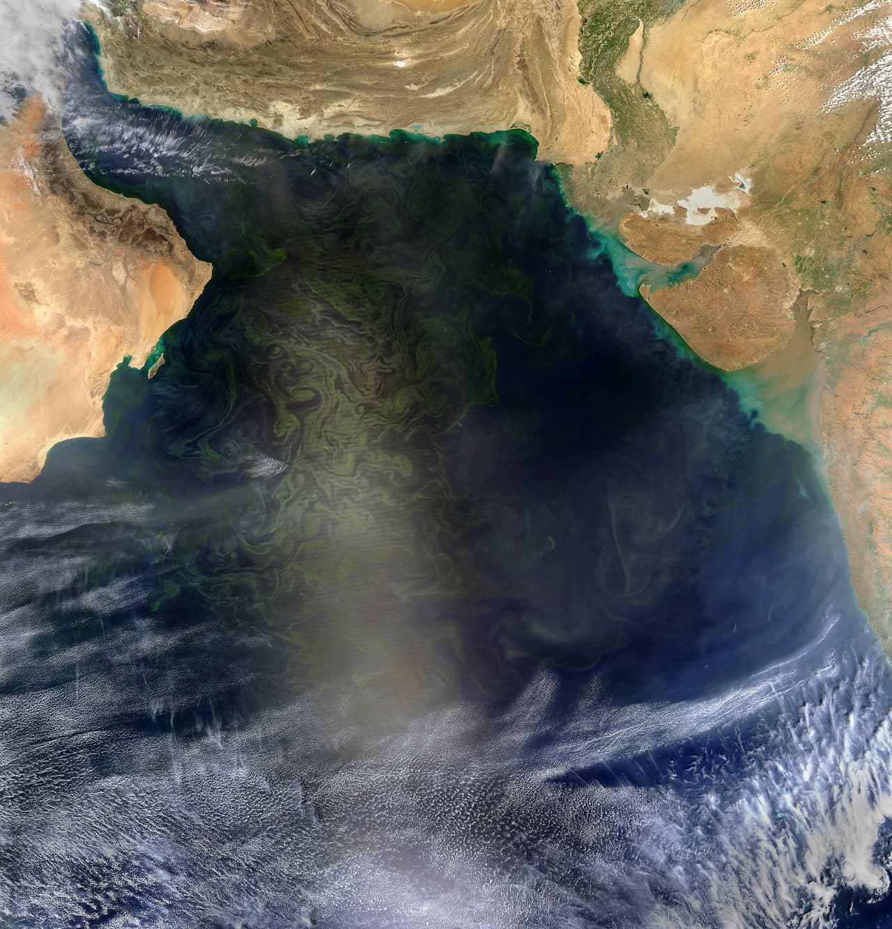 Esta imagen tomanda por el satélite de la NASA Aqua-MODIS muestra la proliferación de algas Noctiluca scintillans frente a la costa de Omán. La 'alfombra' se extiende desde Pakistán hasta India. (Norman Kuring de la NASA vía AP)