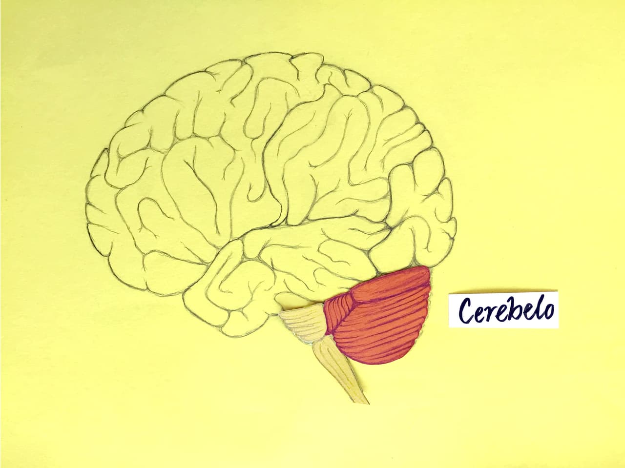 ¿Cómo funciona el cerebro, el órgano más importante y complejo? 