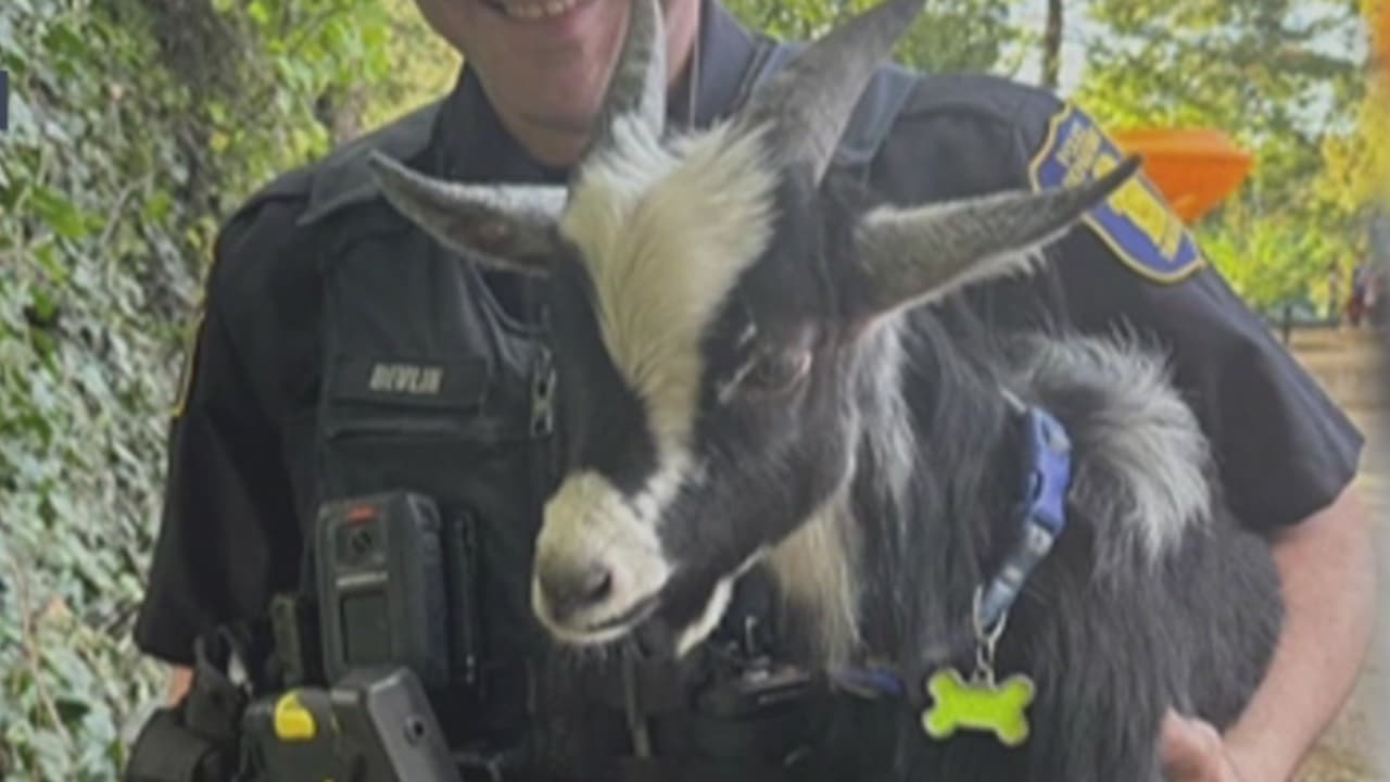 Una cabra se escapa de su hogar y termina en un parque infantil en Yonkers: agentes lograron atraparla