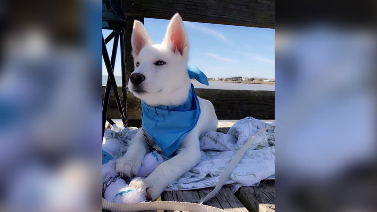 "Coco bebé 🐶 es husky mezclado con Alaska malamute, tiene 4 meses y aunque es un tornado que destroza todo, lo queremos mucho en casa, incluso todos mis vecinos lo quieren ❤️".