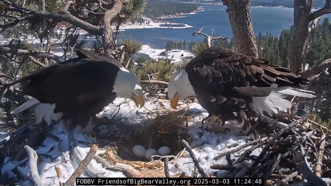 Una cámara capta el momento en que eclosionan los polluelos de Jackie y Shadow, las famosas águilas calvas de Big Bear