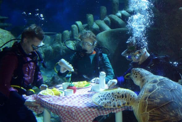 Es así, como los buzos cenan pescado en el agua, lo han hecho en eventos privados celebrados en el acuario y también a los medios.