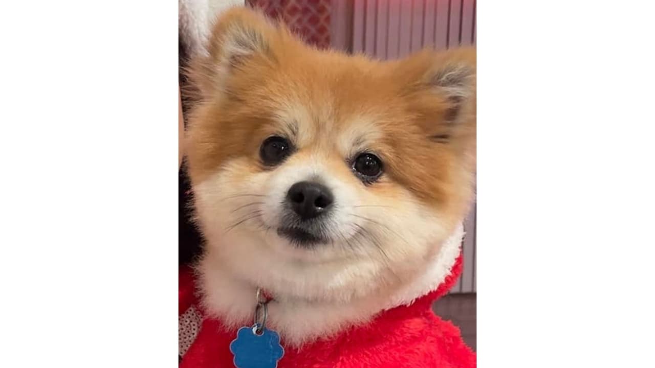 Este pequeño y peludo es "Blue" de Julieta Umana, quien nos presume su cabello brillante y tierna mirada.