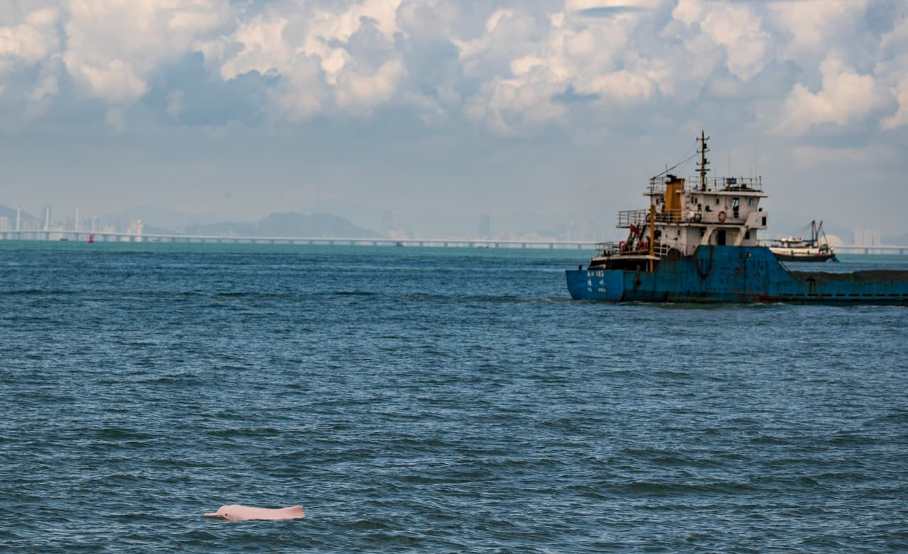 Los delfines rosados existen. No es son un mito o una invención. Pero sí es cierto que son raros y están amenazados. Pero la pandemia ha traído una buena noticia, al menos en las aguas de Hong Kong y Macao, en Asia. El covid-19 hizo que se detuviera el tráfico marítimo y ahora su presencia es más notable.
<br>