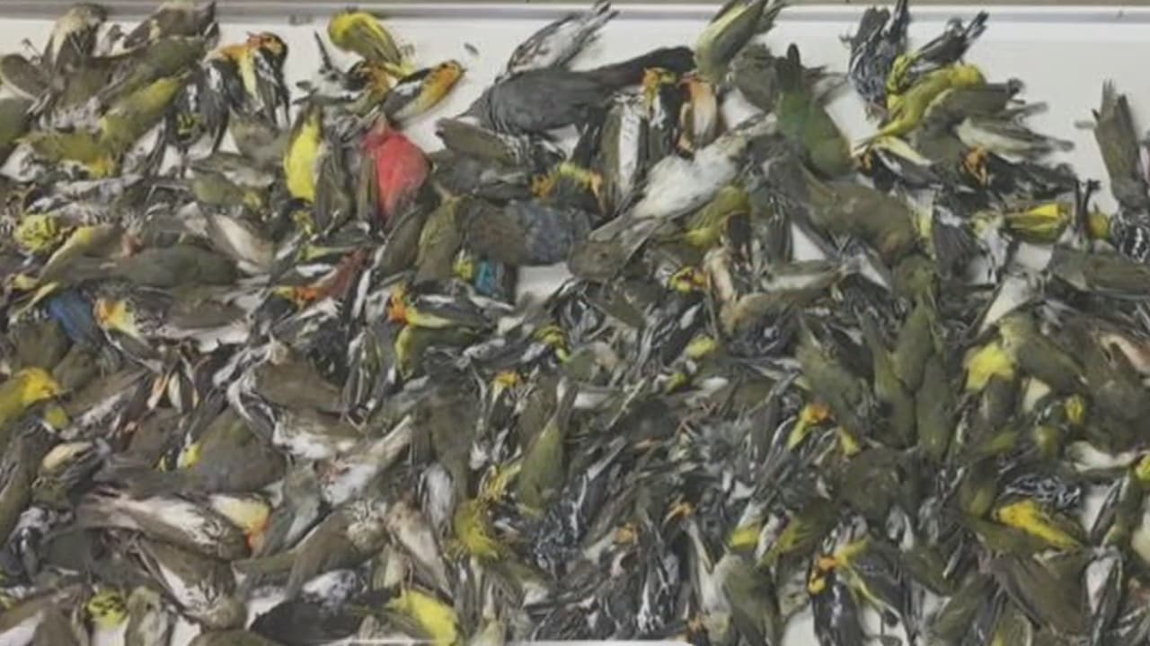 Miles de pájaros migrantes están 'cayendo del cielo' y mueren de forma masiva en estados del suroeste de EEUU