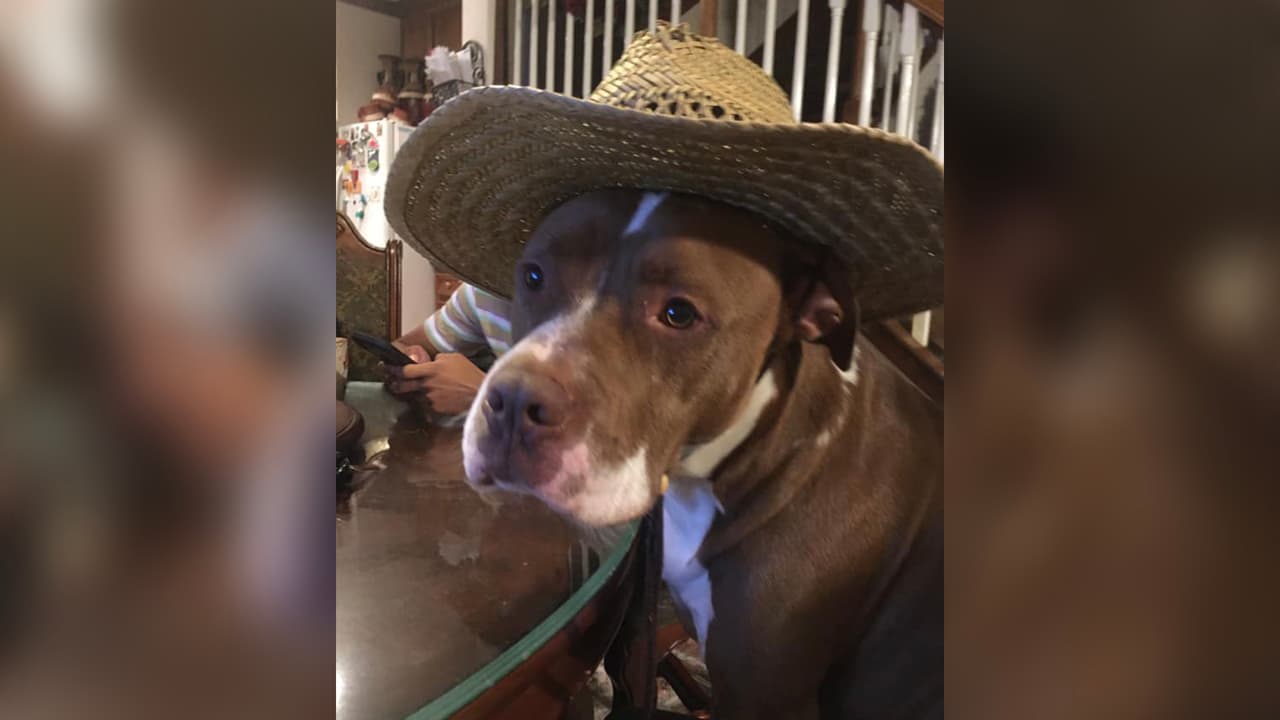 "Él es Rocco mi bebé el que se molesta cuando no lo llevo a caminar y el que me deja un espacio de 12 pulgadas para dormir en mi cama king size ❤️🤣😘 pero es un amor".