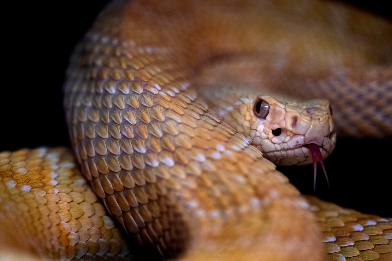 <h3 class="cms-H3-H3">Serpiente de cascabel diamante oriental (Crotalus adamanteus)</h3>
<br>
<b>Venenosa</b>
<br>
<br>La serpiente de cascabel diamante oriental 
<b>es la serpiente venenosa más grande de América del Norte </b>y la más grande de nuestras especies venenosas que se encuentran en Georgia.
<br>
<br>
<b>Se sabe que alcanzan los 198 centímetros (6,5 pies), y existen informes no confirmados de que pueden llegar a medir poco más de 2,4 metros. </b>
<br>
<br>La parte superior del cuerpo presenta una serie de rombos marrón oscuro con bordes amarillos que recorren la espalda. Una franja marrón oscuro o negra, también bordeada de amarillo, oculta los ojos. Los ejemplares jóvenes se parecen a los adultos, pero solo miden unos 30 centímetros al nacer. 
<br>
<br>
<a href="https://georgiawildlife.com/sites/default/files/wrd/pdf/fact-sheets/Venomous%20Snakes%20-%20Eastern%20Diamondback%20Rattlesnake.pdf" target="_blank">Más información. </a>