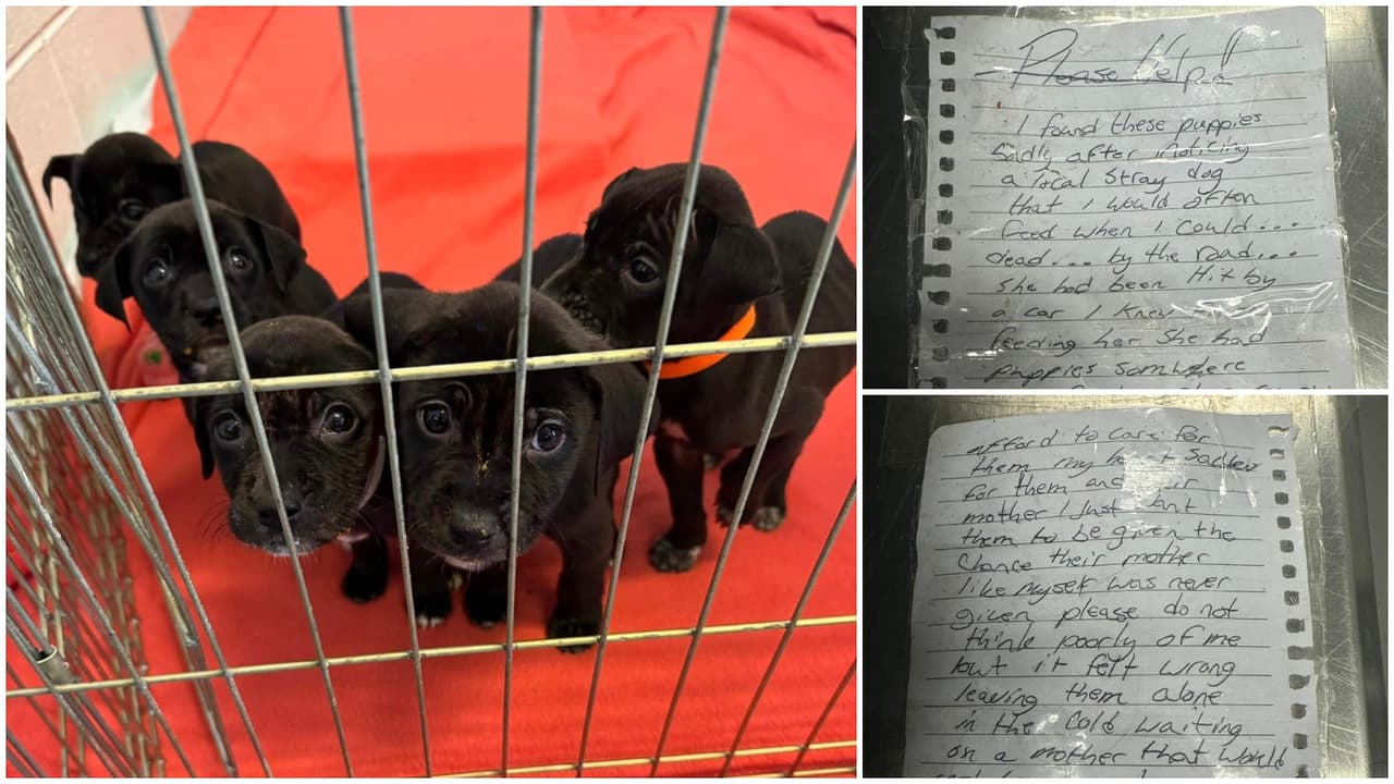 Hombre sin hogar rescata a cachorritos de una perra atropellada y los deja en un refugio con una conmovedora nota