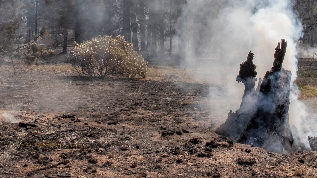 Lo que debes hacer antes de quemar o cortar un árbol en tu propiedad para evitar una penalidad en Florida
