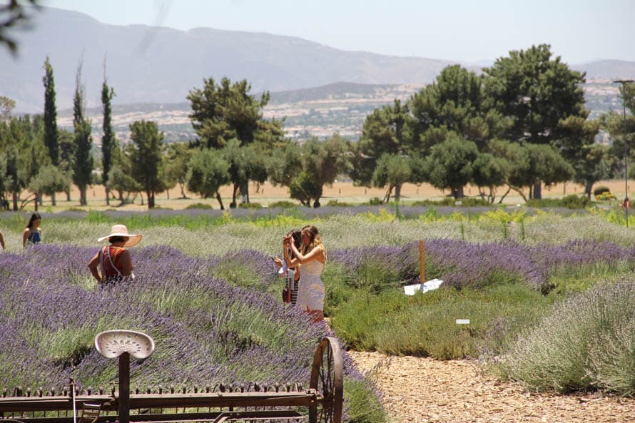 La pandemia de 
<a href="https://www.univision.com/temas/coronavirus">coronavirus</a> ha cancelado muchos eventos, sin embargo, la naturaleza no ha dejado de trabajar en una granja en pleno desierto del sur de 
<a href="https://www.univision.com/temas/california">California</a> en donde múltiples tipos de flores de lavanda atrapan con su fresco aroma a quienes las visitan.