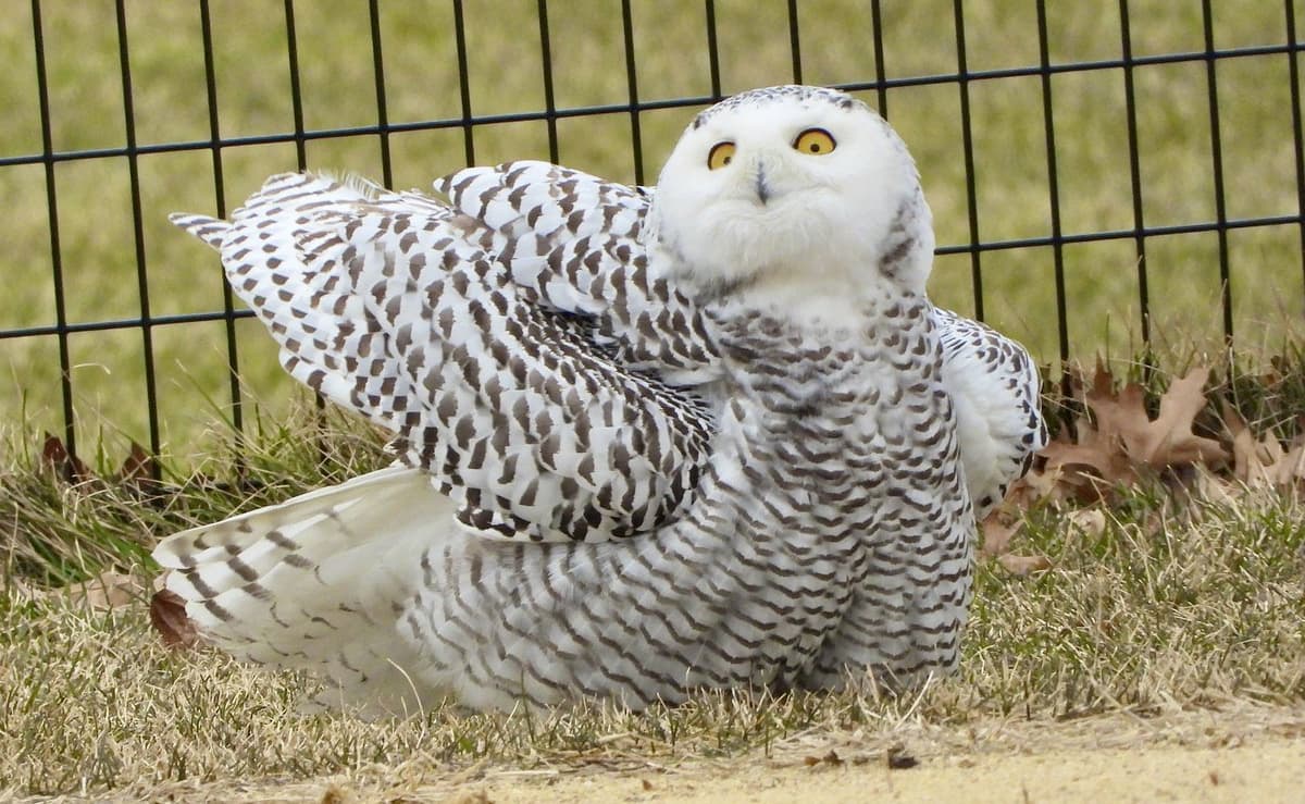 Avistan por segunda vez un pequeño búho nival en NYC, una especie que no se veía desde 1890