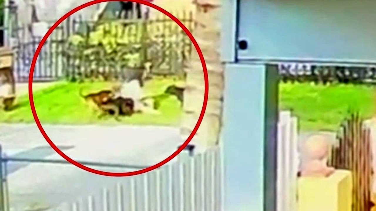 El momento en que varios perros atacan a una mujer en Biscayne Gardens: "Es terrible, estaba pálida"