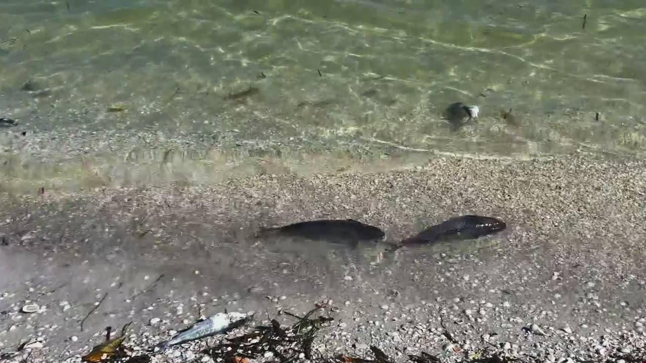 Según Dave Tomasko, director del programa del Estuario de Sarasota, hay una estrecha relación entre la actividad agrícola industrial y las algas tóxicas, pues los fertilizantes alimentan la bacteria karenia brevis, principal responsable de la marea roja. Tomasko indica que si las autoridades no actúan controlando la contaminación, el problema seguirá empeorando. Este fenómeno es el causante de la muerte de diversas especies de peces y también provoca problemas respiratorios en las personas.