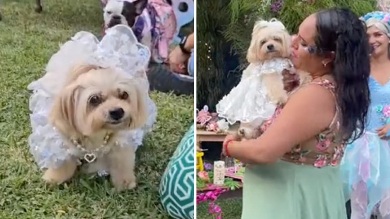 Hacen fiesta de XV años a su perrita y causa debate: “No son humanos” 