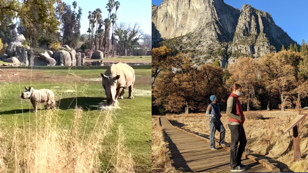 La primera semana de junio, California autorizó la apertura de parques, zoológicos y museos. El Parque nacional Yosemite implementó un sistema de reservaciones y el Zoológico de Fresno abrió sus puertas, pero las exhibiciones en interiores permanecieron cerradas.