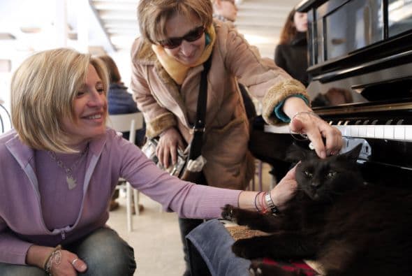 Los expertos afirman que al estar en contacto con estos animales acariciándolos y escuchando el sonido de su ronroneo hace bien a la salud y reduce el estrés.