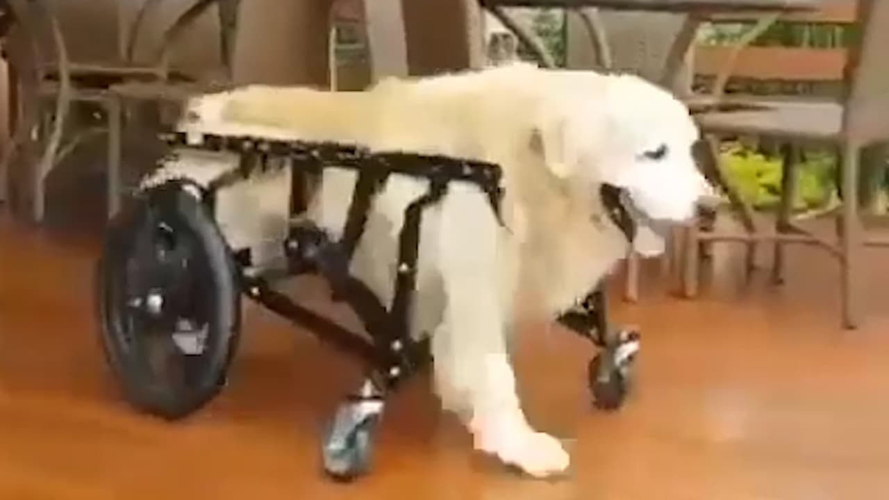 Con cáncer y en silla de ruedas: nada detiene a este perrito para divertirse